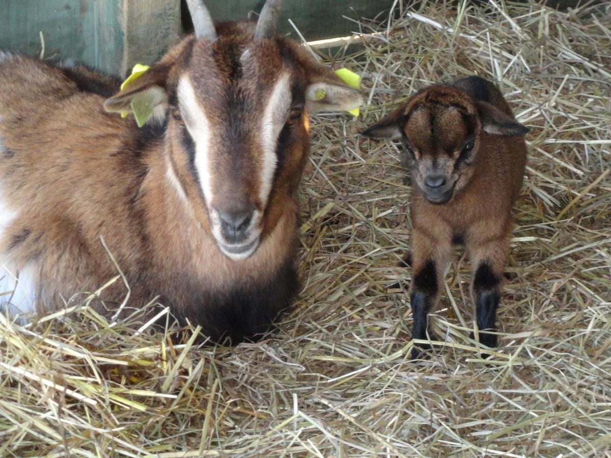 La Petite Ferme De Pouillon - Parc Animalier - Aire De Loisirs Bed and Breakfast Εξωτερικό φωτογραφία