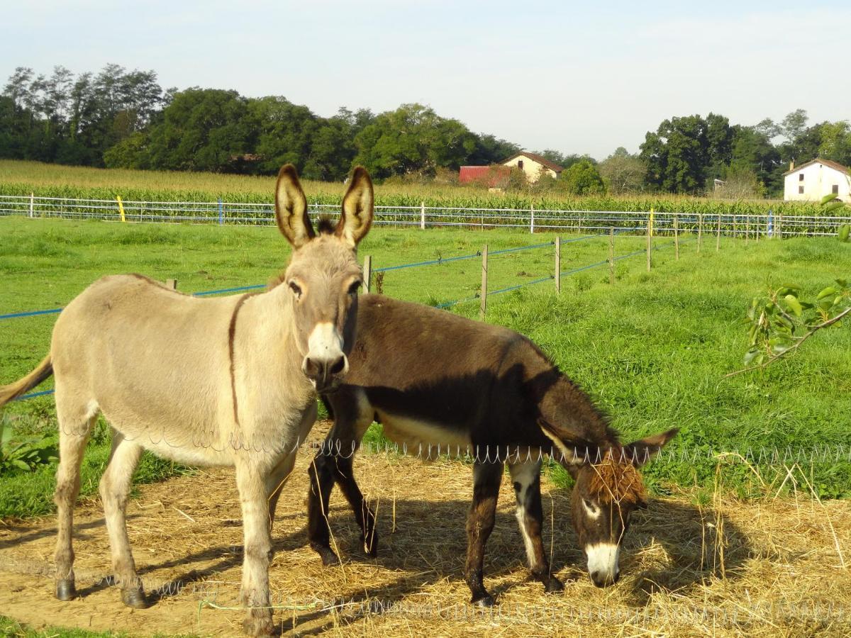 La Petite Ferme De Pouillon - Parc Animalier - Aire De Loisirs Bed and Breakfast Εξωτερικό φωτογραφία